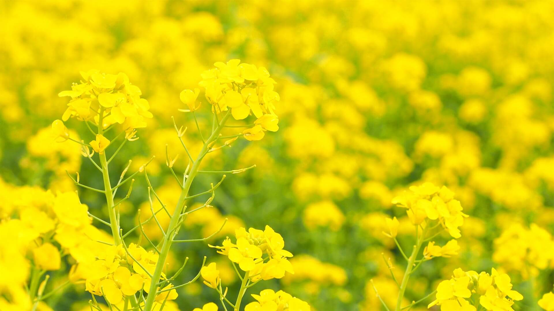 四国中央市キャバクラ・ガールズバー club菜の花(なのはな)自然風景